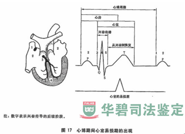 生理參數(shù)和電氣參數(shù)對心臟活動的影響